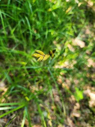 Carex muskingumensis, photograph 2