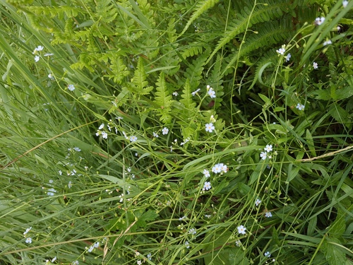 Myosotis nemorosa, 2026-07-04