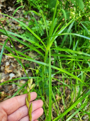 Carex muskingumensis, photograph 3