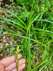 Carex muskingumensis, photograph (c) Sarah Johnson, some rights reserved (CC BY)