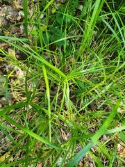 Carex muskingumensis, photograph (c) Sarah Johnson, some rights reserved (CC BY)