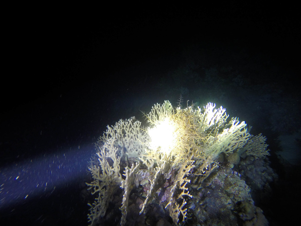 Naked Basket Star
