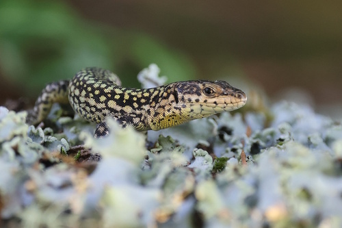Podarcis guadarramae lusitanicus, Terras de Bouro, Portugal, photo 6 of 10