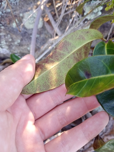 Anemopaegma chamberlaynii, photograph 4