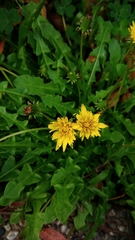 Taraxacum formosanum