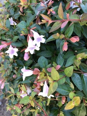 Abelia macrotera parvifolia