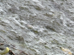 Motacilla cinerea