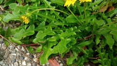 Taraxacum formosanum