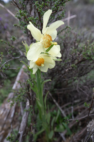 Meconopsis sulphurea, photograph 4