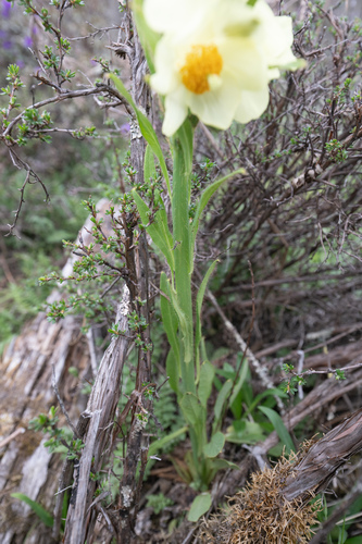 Meconopsis sulphurea, photograph 5