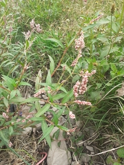 Persicaria