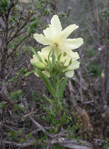 Meconopsis sulphurea, photograph 6