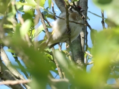 Carduelis carduelis