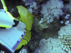 Gardineroseris planulata