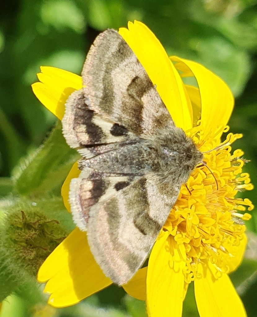 flax bollworm