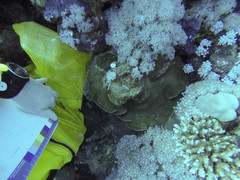 Gardineroseris planulata