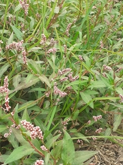 Persicaria