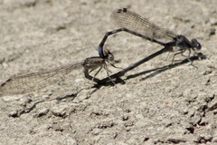 Argia immunda