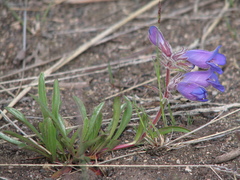 Penstemon gormanii