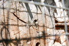 Monosapyga clavicornis