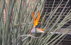 Strelitzia juncea