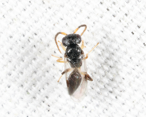 Anteon, 2026-07-05