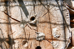 Monosapyga clavicornis