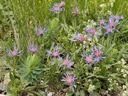 Centaurea triumfettii, photograph 6