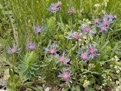 Centaurea triumfettii, photograph (c) xulescu_g, some rights reserved (CC BY-SA)