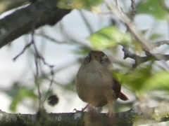 Troglodytes troglodytes