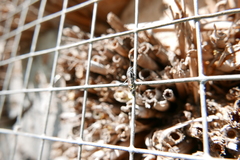 Monosapyga clavicornis