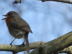 Erithacus rubecula