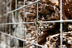 Monosapyga clavicornis