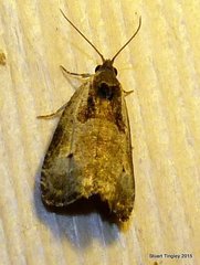 Olethreutes punctanum