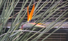 Strelitzia juncea