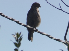 Buteo buteo