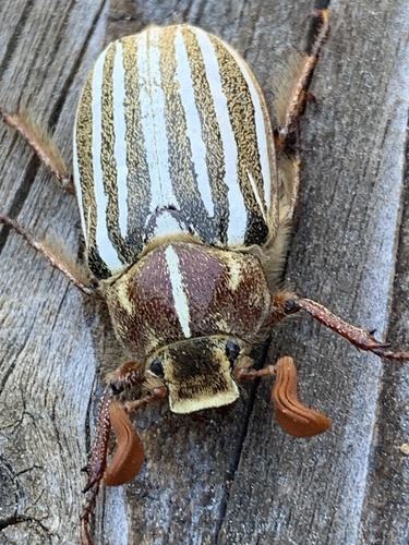 iNaturalist observation photo of Lined June Beetles