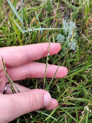 Parapholis strigosa observed 2026-06-27