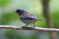 Ixothraupis rufigula