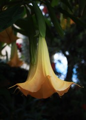 Brugmansia arborea
