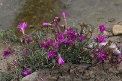 Lampranthus productus