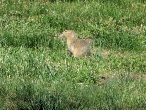 Richardson's Ground Squirrel