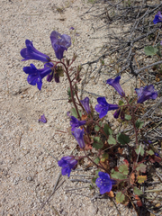 Phacelia campanularia vasiformis