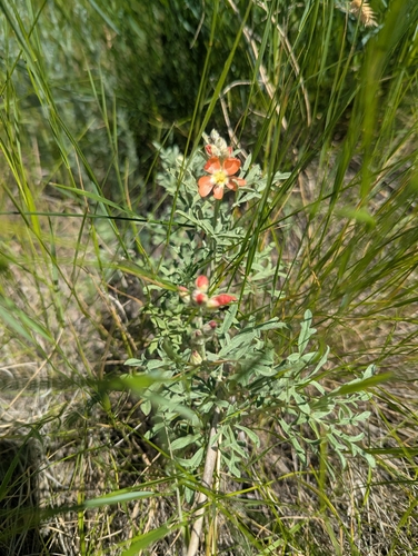 Scarlet Globemallow