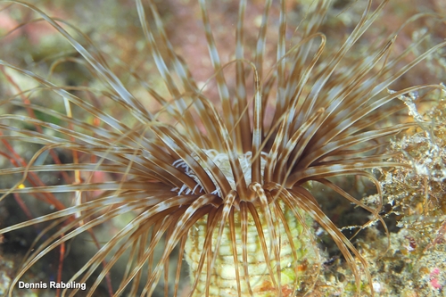 Cylinder Anemone