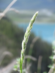 Leymus innovatus
