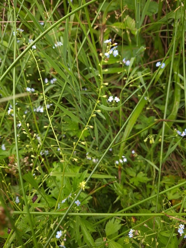 Myosotis nemorosa, 2026-07-05