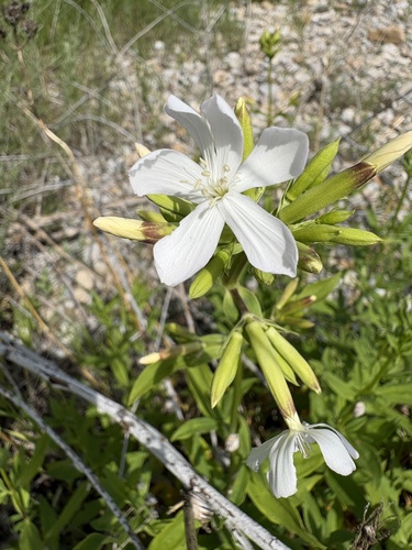 common soapwort