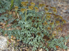 Lomatium rigidum