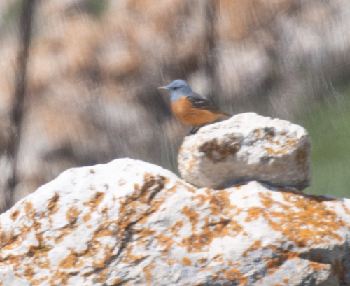 Common Rock Thrush (Monticola saxatilis), photo 3